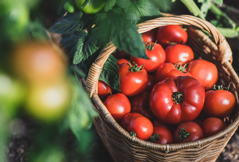 vegetables from a garden in a basket